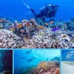 What to do in Tubbataha Reef : A Dive Into Marine Wonderland