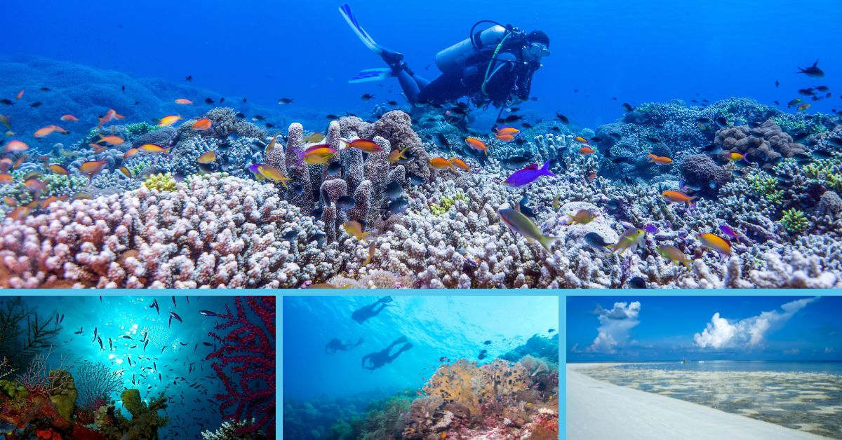What to do in Tubbataha Reef